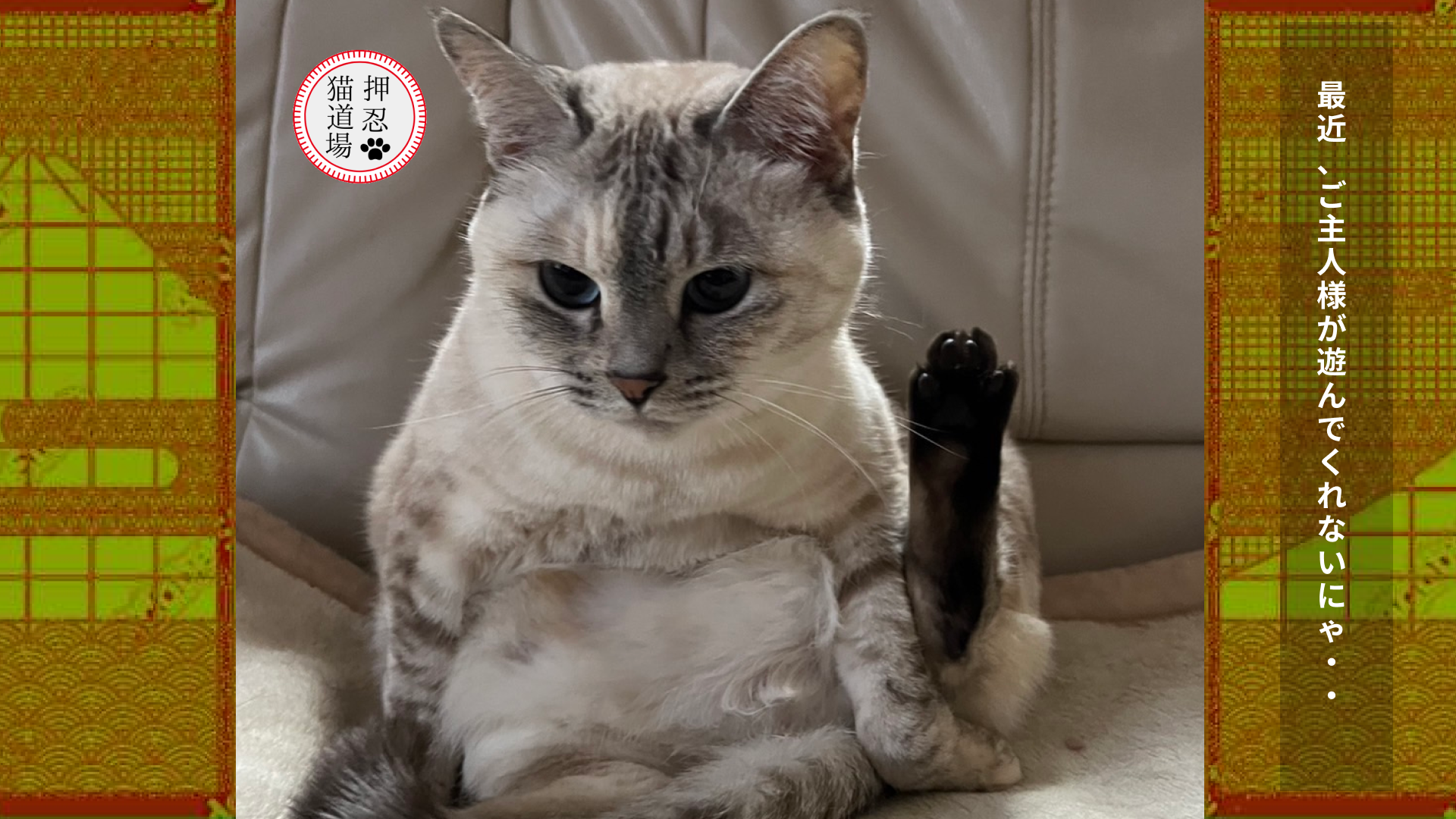 緊急指令！！猫のストレスを解消せよ！