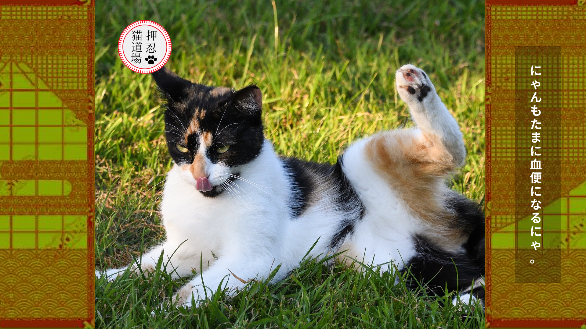 猫の血便の原因と対応方法