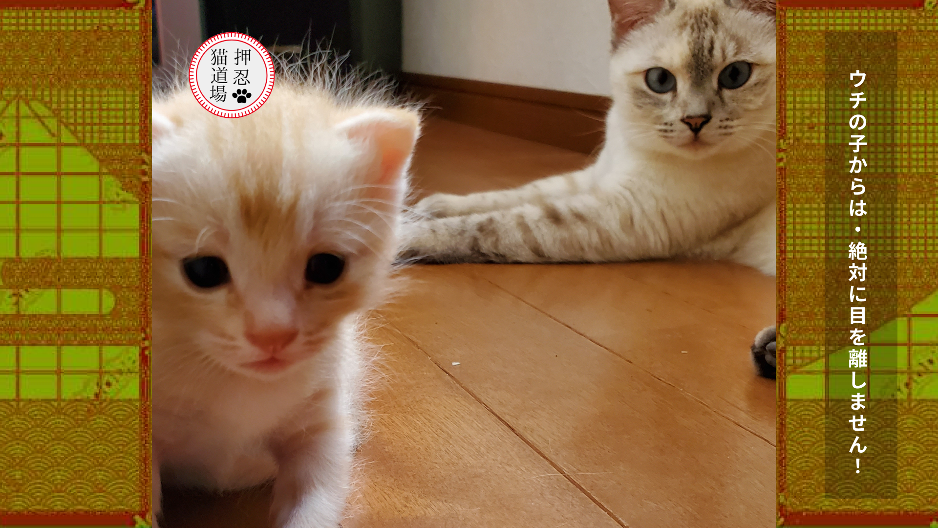 子猫の育て方・見守り方