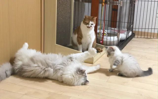 3匹の猫