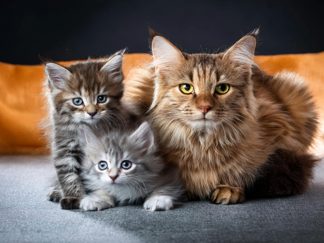 親猫と子猫